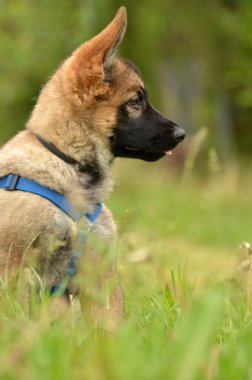 Alman çoban köpeği