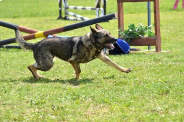 Alman çoban köpeği