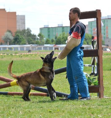 köpek eğitimi