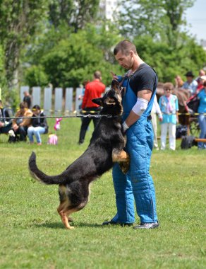 köpek eğitimi