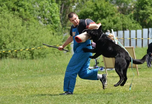 Szkolenie psów — Zdjęcie stockowe