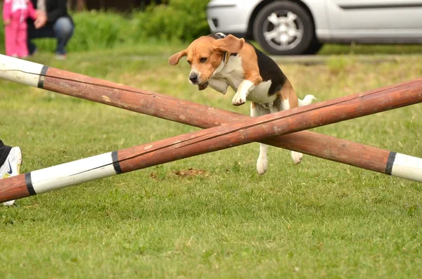 Beagle agility — Stock Photo, Image