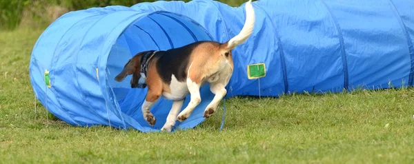 Agilità beagle — Foto Stock