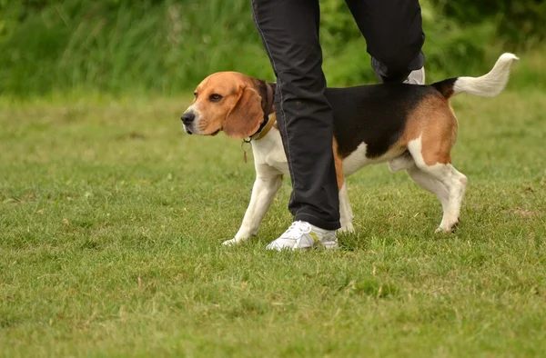 Agilidade do beagle — Fotografia de Stock