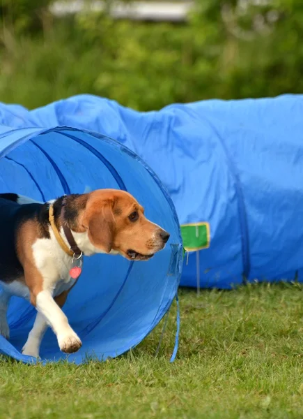 Beagle agility — Stock fotografie