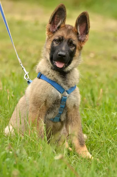 stock image German shepherd puppy