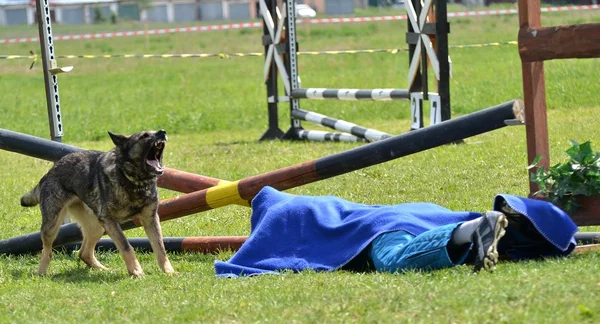 Výcvik psů — Stock fotografie