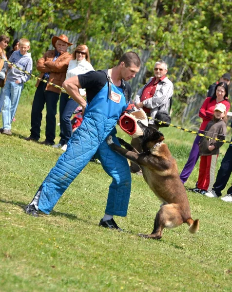 कुत्र्यांचे प्रशिक्षण — स्टॉक फोटो, इमेज