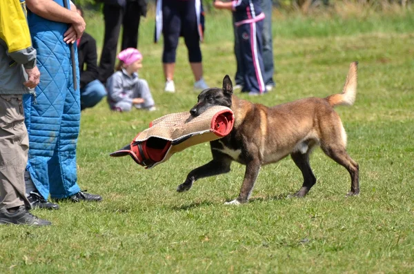 犬の訓練 — ストック写真