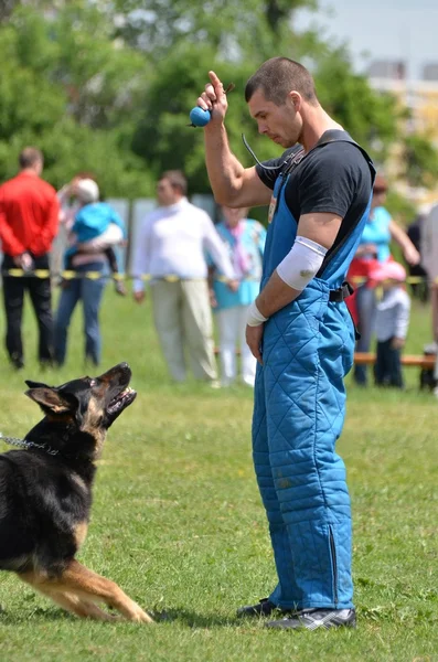 Dog training — Stock Photo, Image