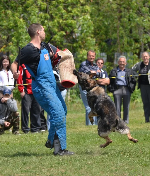 कुत्र्यांचे प्रशिक्षण — स्टॉक फोटो, इमेज