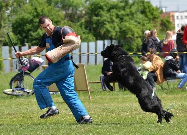 개 훈련 — 스톡 사진