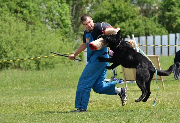 개 훈련 — 스톡 사진