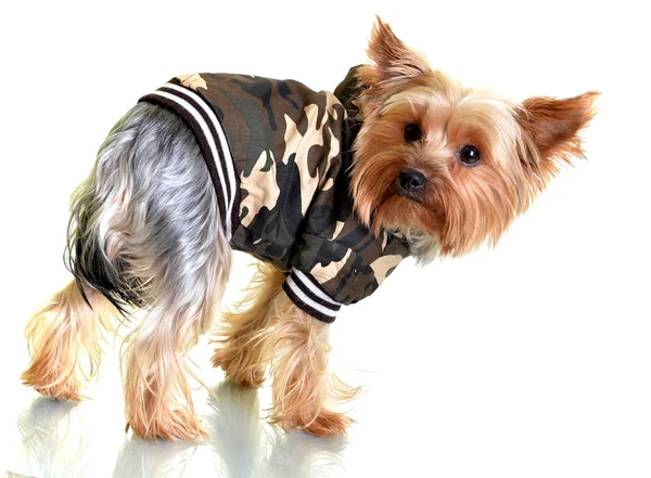 Yorkshire terrier in winter camouflage clothes, isolated on white backgroun — Stock Photo, Image