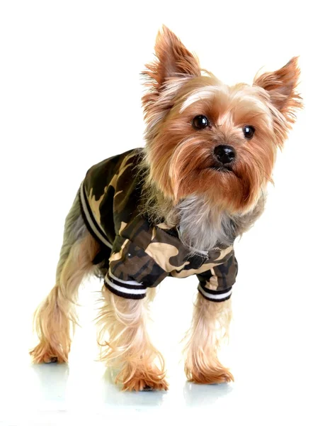 Yorkshire terrier in winter camouflage clothes, isolated on white backgroun — Stock Photo, Image
