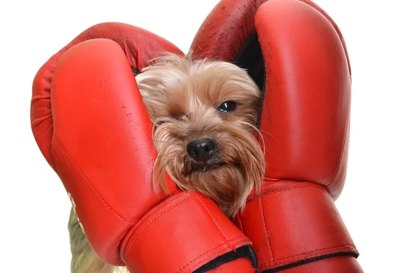 Yorkie with boxing gloves — Stock Photo, Image