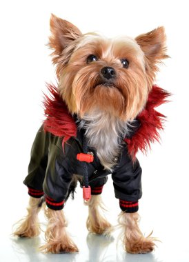Yorkshire terrier in clothes, isolated on white backgroun clipart