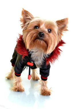 Beyaz adam izole giysileri, Yorkshire korkunç