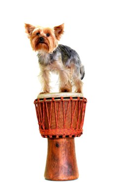 Yorkie djembe üzerinde