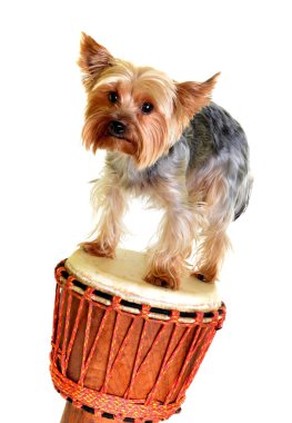 Yorkie djembe üzerinde