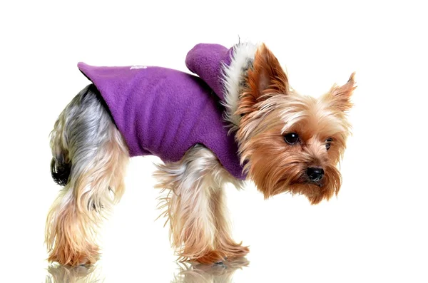 Yorkshire terrier in winter clothes, isolated on white backgroun — Stock Photo, Image