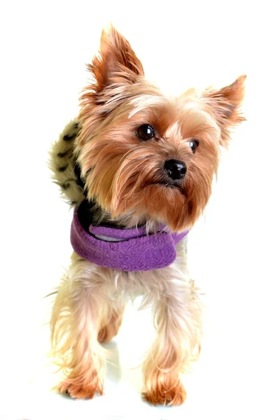 Yorkshire terrier in clothes, isolated on white backgroun — Stock Photo, Image
