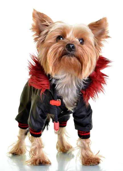 Yorkshire terrier i kläder, isolerad på vita bak — Stockfoto