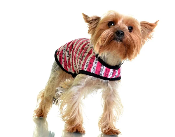 Yorkshire terrier in clothes, isolated on white backgroun — Stock Photo, Image