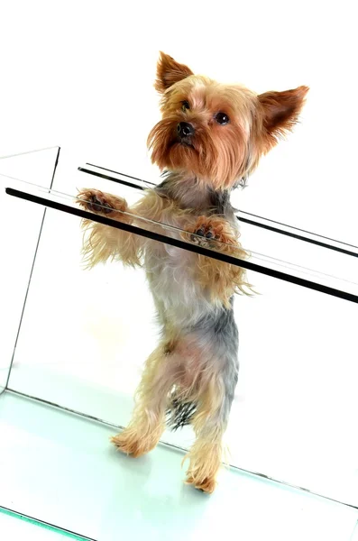 수족관에 작은 요크 셔 테리어 강아지 — 스톡 사진