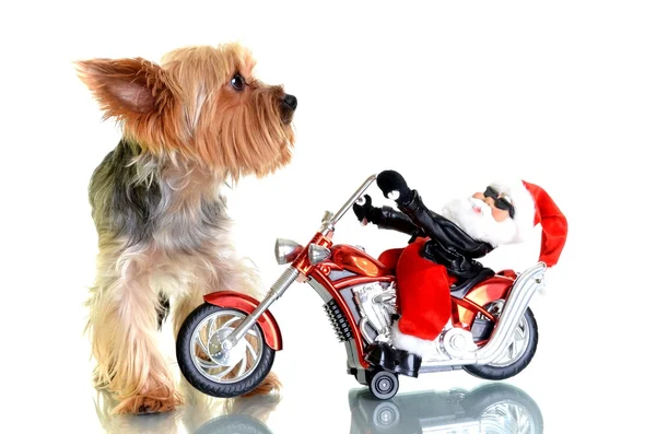 Motosiklet üzerinde küçük yorkshire terrier köpek Noel Baba ile — Stok fotoğraf