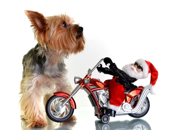 Small yorkshire terrier dog with santa on motorbike — Stock Photo, Image