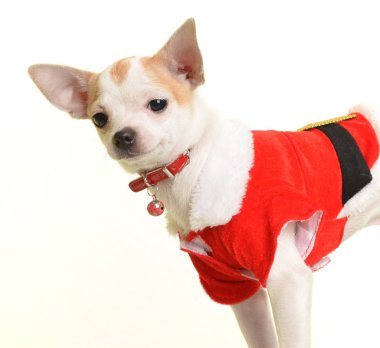 Beyaz arka plan üzerinde izole Noel Baba kostümü ile Noel chihuahua köpek yavrusu