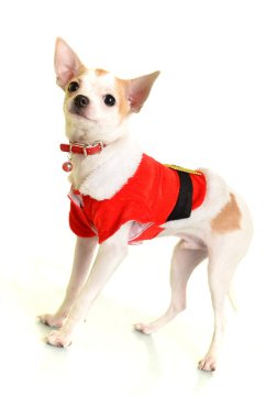 Beyaz arka plan üzerinde izole Noel Baba kostümü ile Noel chihuahua köpek yavrusu