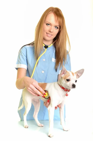 Женщина-ветеринар и собака — стоковое фото