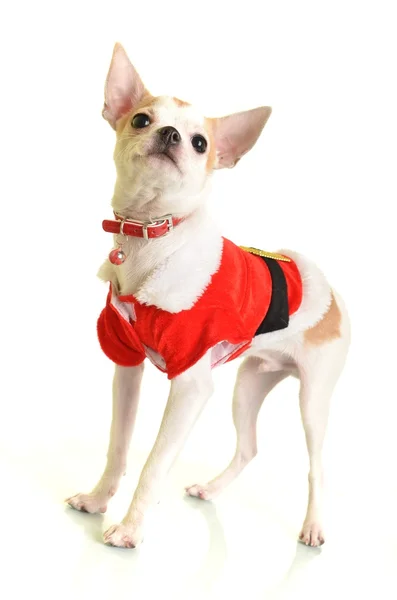 クリスマス サンタ衣装の白い背景で隔離のチワワの子犬 — ストック写真