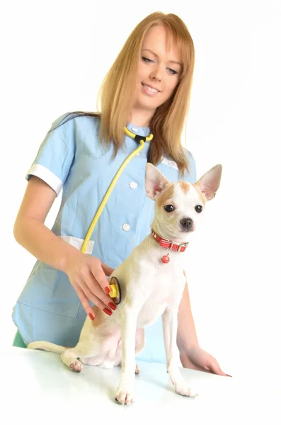 Állatorvos doktor így ellenőriz-megjelöl-ból egy kutya — Stock Fotó