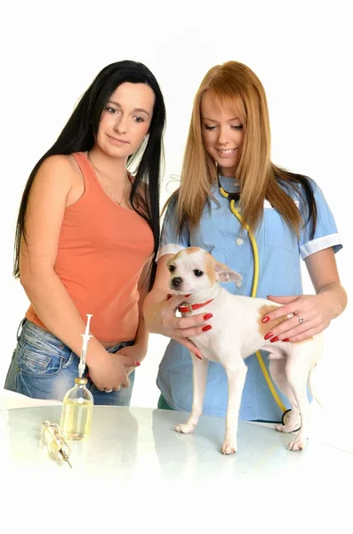 Ветеринарний лікар робить обстеження собаки — стокове фото