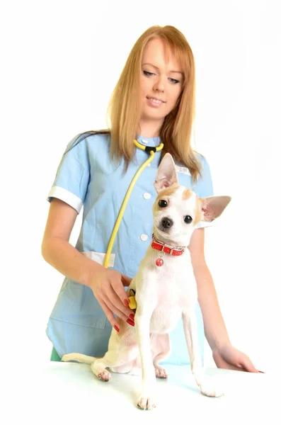 Veterinarian doctor making check-up of a dog — Stock Photo, Image