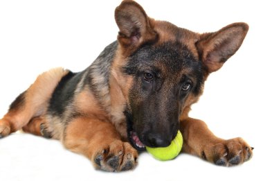 Alman çoban köpeği beyaz arkaplanda izole edildi