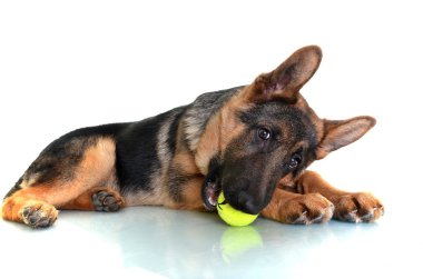 Alman çoban köpeği beyaz arkaplanda izole edildi