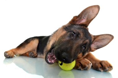 Alman çoban köpeği beyaz arkaplanda izole edildi