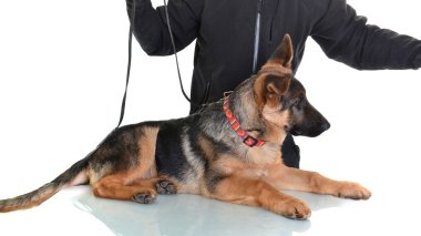 Alman çoban köpeği beyaz arkaplanda izole edildi