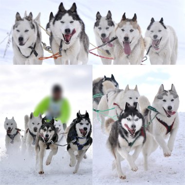 sledging köpek