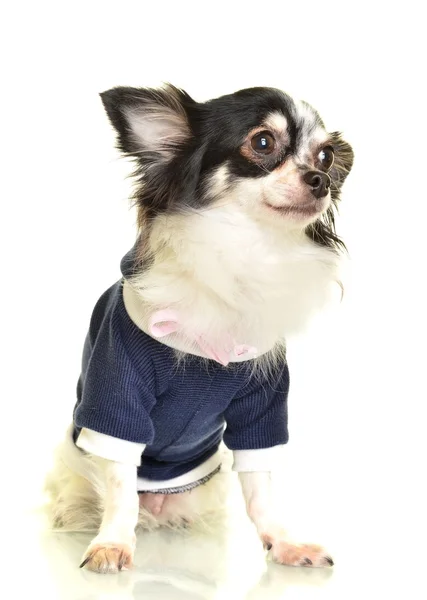 Chihuahua hond op witte achtergrond — Stockfoto