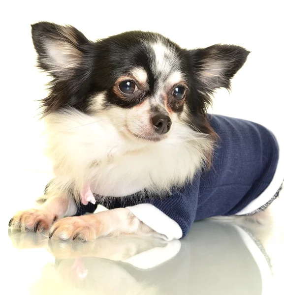 Chihuahua pes na bílém pozadí — Stock fotografie