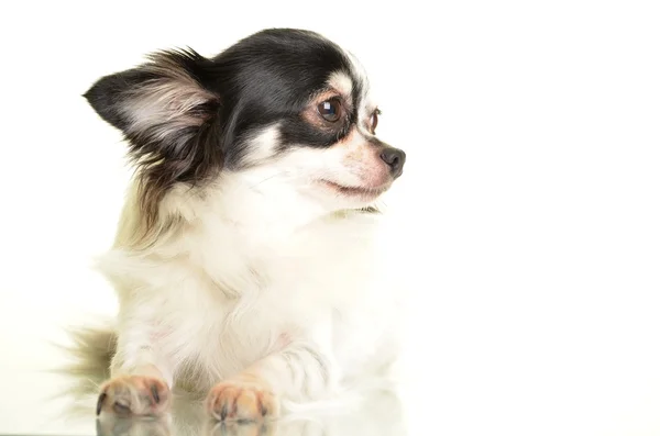 Chihuahua chien sur fond blanc — Photo