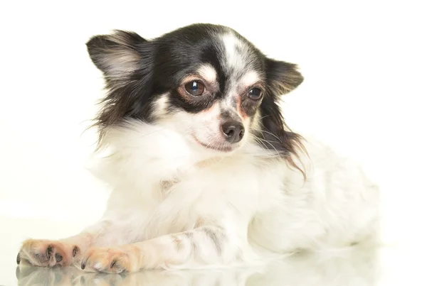 Chihuahua hund på vit bakgrund — Stockfoto