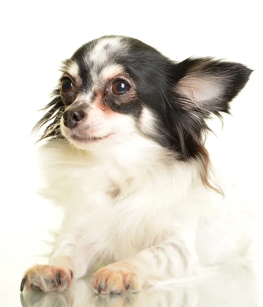 Chihuahua pies na białym tle — Zdjęcie stockowe