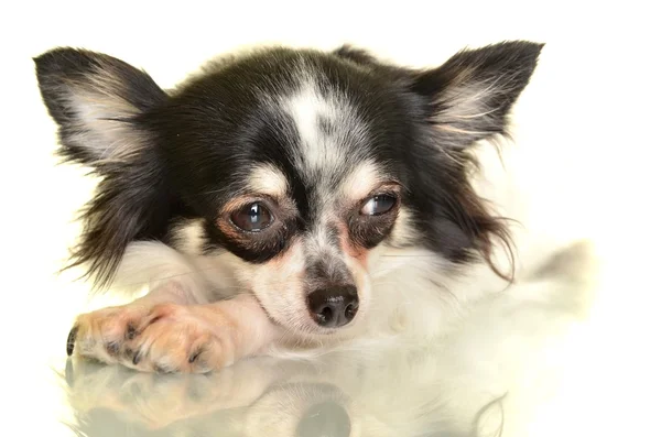 Chihuahua Hund auf weißem Hintergrund — Stockfoto