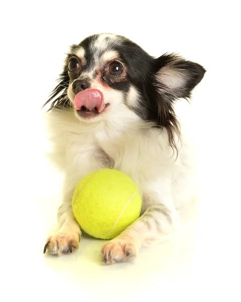 Chihuahua hund på vit bakgrund — Stockfoto
